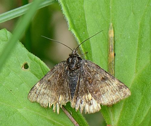 Euclidia glyphica